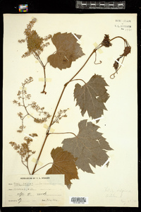 Vitis vulpina image