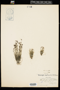 Bulbostylis capillaris image