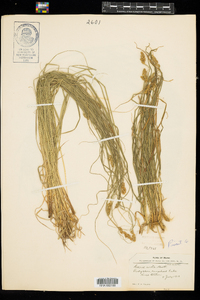 Carex arcta image