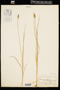 Carex arcta image