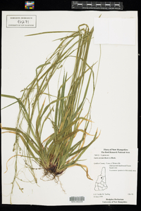 Carex arctata image