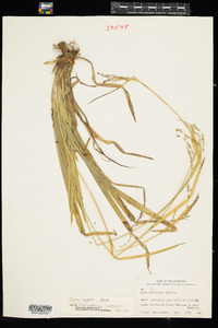 Carex arctata image