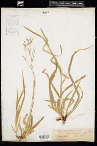 Carex arctata image