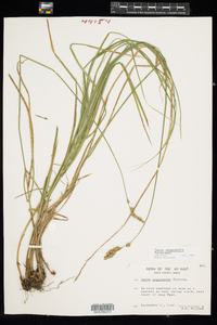 Carex argyrantha image