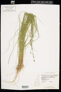 Carex atlantica ssp. capillacea image