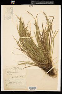 Carex backii image