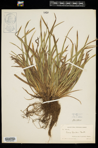 Carex backii image