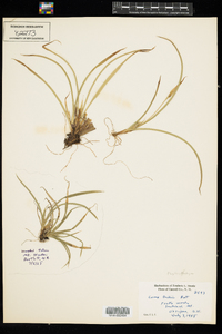 Carex backii image