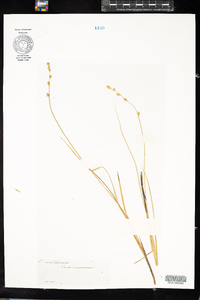 Carex canescens ssp. disjuncta image