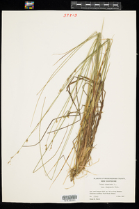 Carex canescens ssp. disjuncta image