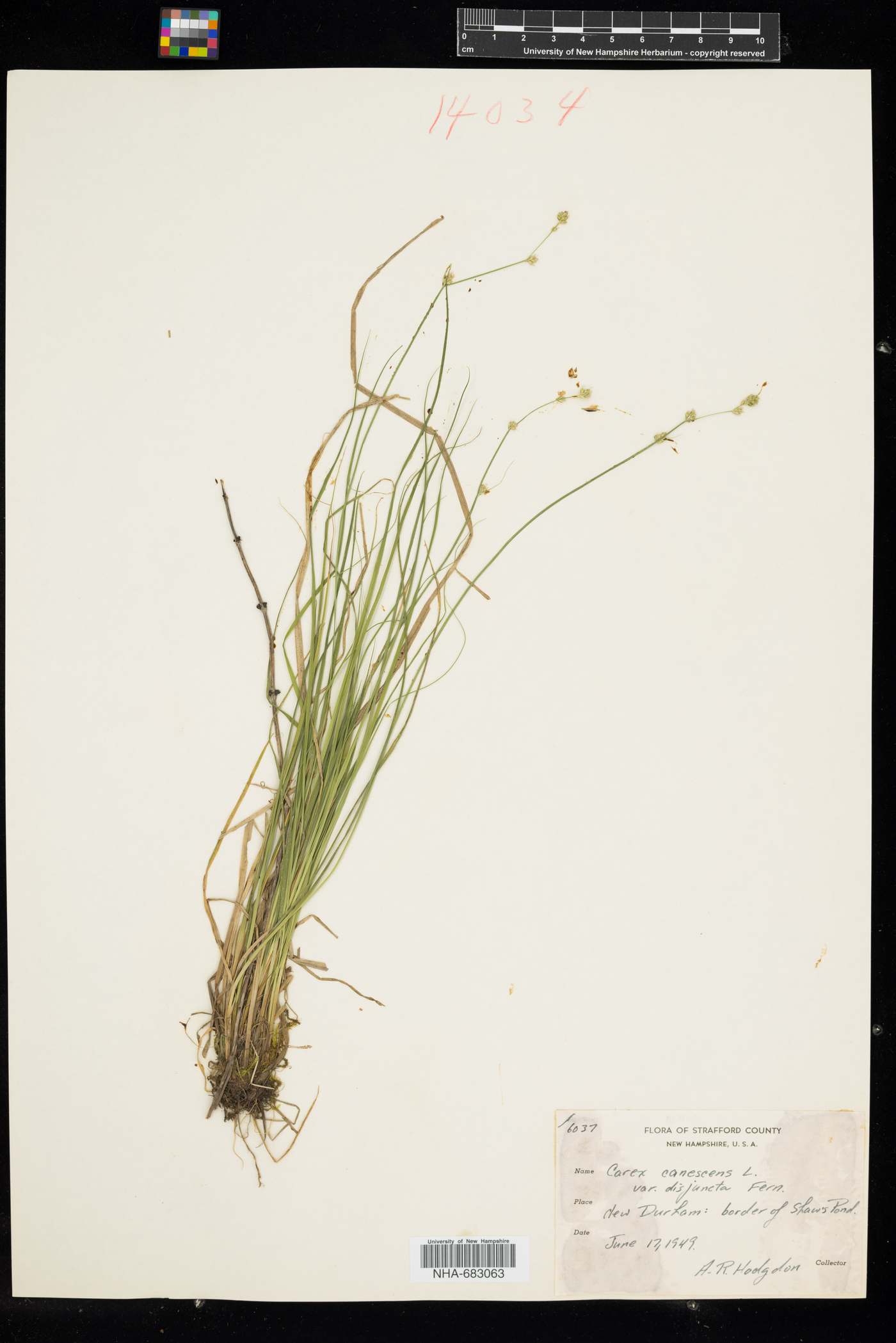 Carex canescens ssp. disjuncta image