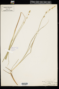Carex canescens ssp. disjuncta image