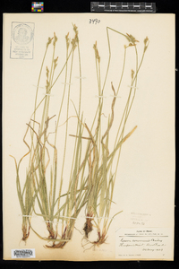 Carex communis image