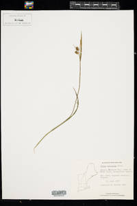 Carex conoidea image