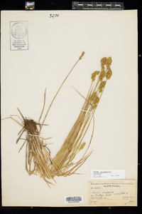 Carex crawfordii image