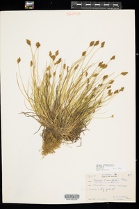 Carex crawfordii image