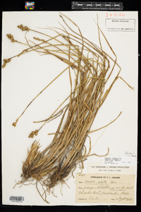 Carex cumulata image