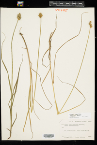 Carex cumulata image