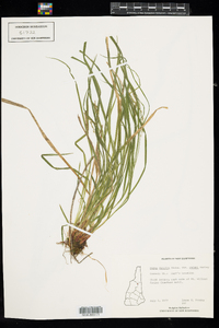 Carex debilis var. rudgei image