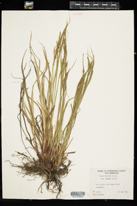 Carex debilis var. rudgei image