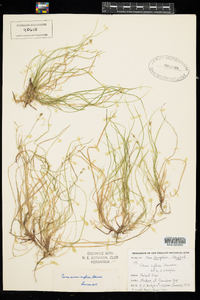 Carex novae-angliae image