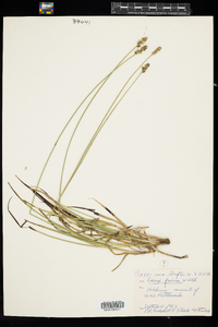 Carex muehlenbergii var. muehlenbergii image