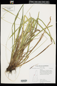 Carex gracillima image