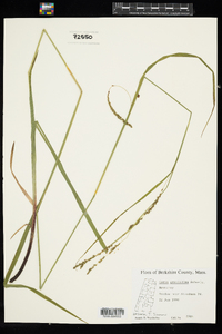 Carex gracillima image