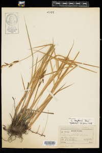 Carex haydenii image