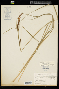 Carex haydenii image