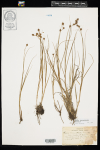 Carex hormathodes image