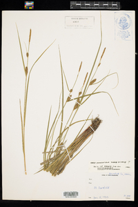 Carex houghtoniana image