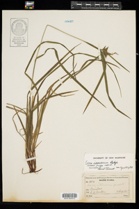 Carex intumescens image