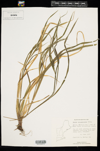 Carex intumescens image