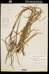 Carex intumescens image