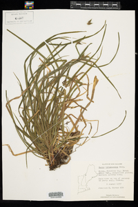 Carex intumescens image