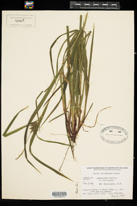 Carex intumescens image