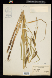 Carex lacustris image