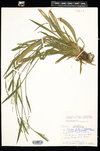 Carex leptonervia image