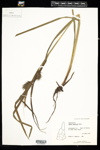 Carex lupulina image