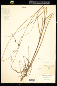 Carex oligosperma image