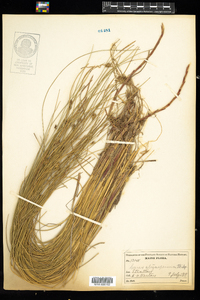 Carex oligosperma image