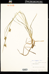 Carex pallescens image