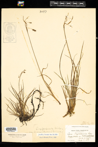 Carex magellanica ssp. irrigua image