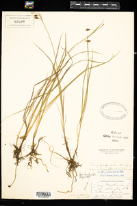 Carex magellanica ssp. irrigua image