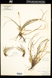 Carex pensylvanica image