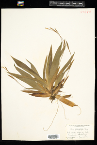 Carex platyphylla image