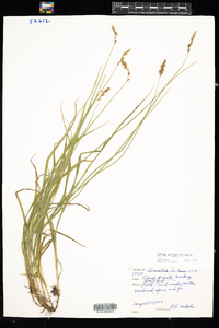 Carex projecta image