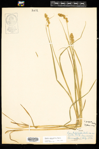 Carex projecta image