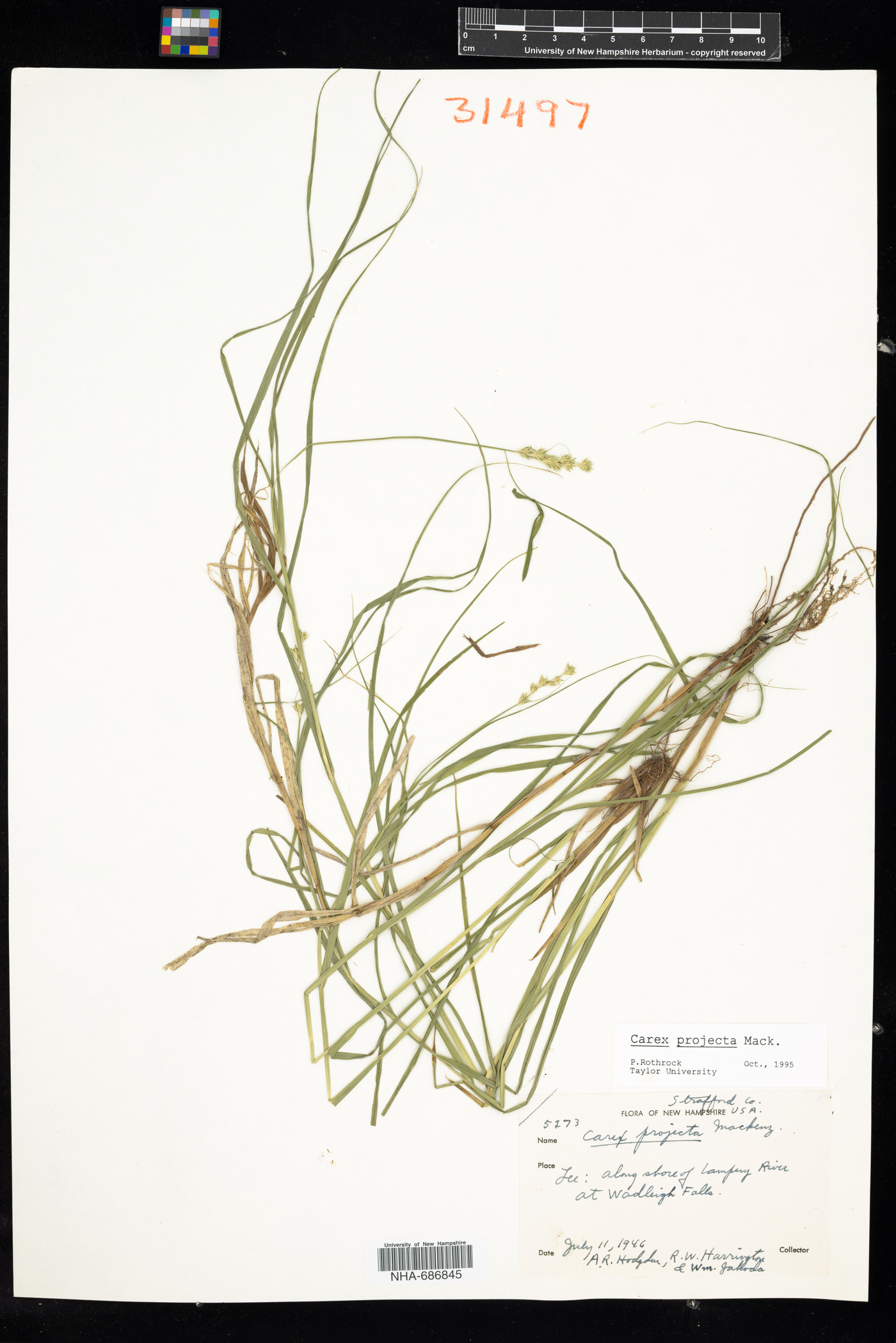 Carex projecta image
